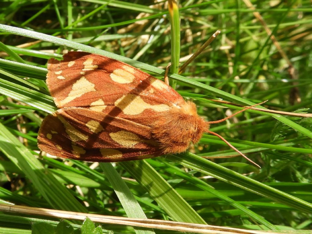 Arctidae Lessinia